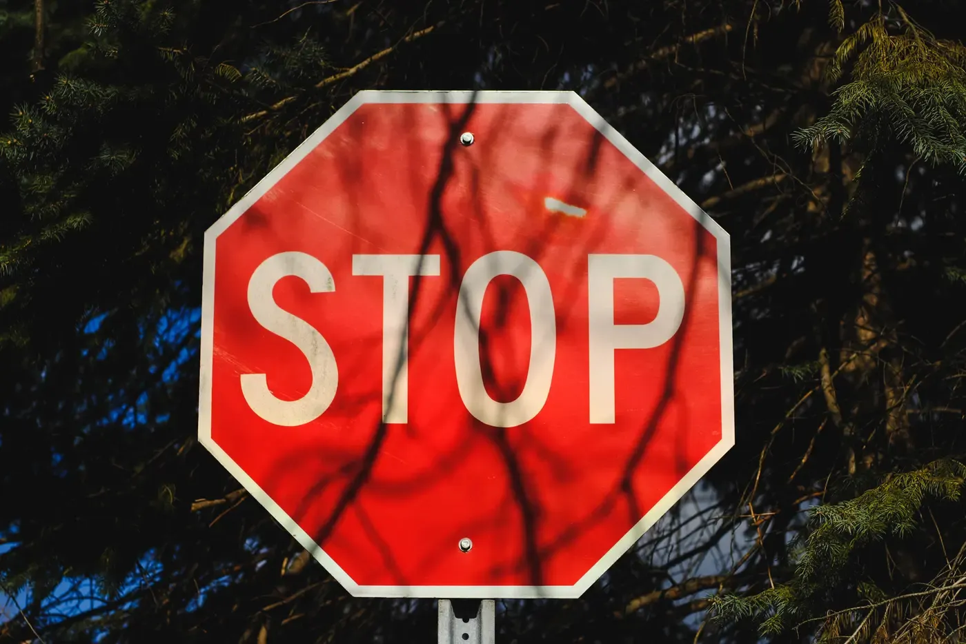 A red octagonal stop sign on a metal post, lit by low sun and crossed by the shadows of bare branches, in front of dark pine trees.